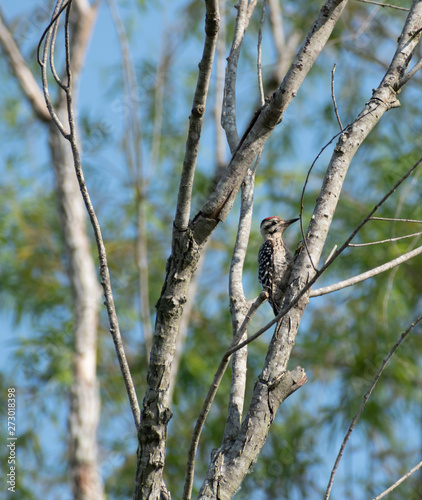 woodpecker in tree