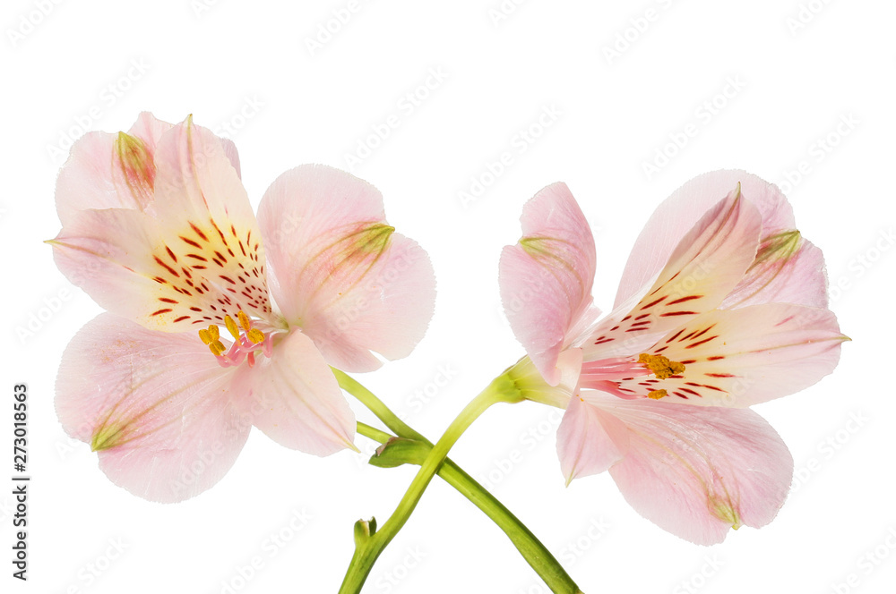 Two purple alstroemeria flowers