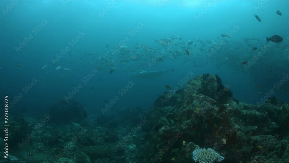 Oceanic Manta Ray and a school of Bigeye Trevallies on a coral reef in Raja Ampat Indonesia. Central Raja Ampat dive site Blue Magic 4k footage Oceanic Manta Ray and a school of Bigeye Trevallies on a coral reef in Raja Ampat Indonesia. Central Raja Ampat dive site Blue Magic 4k footage