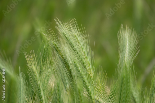 Wild Barley Inflorescence in Springtime