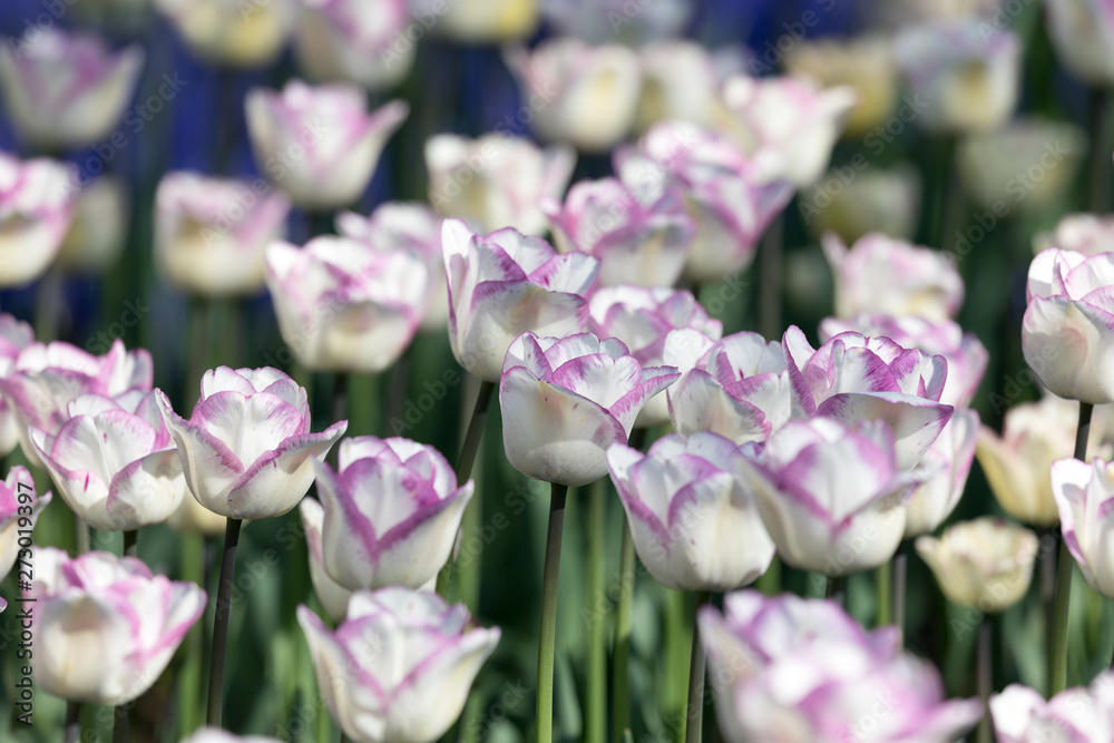 purple tulip flowers in the garden purple tulip flowers in the garden