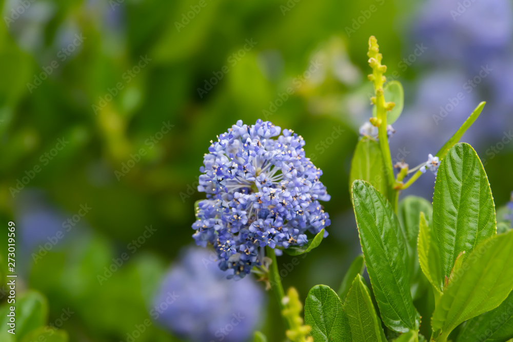 Blueblossom Ceanothus Flowers in Bloom in Springtime Blueblossom Ceanothus Flowers in Bloom in Springtime