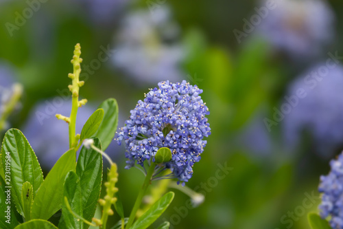 Blueblossom Ceanothus Flowers in Bloom in Springtime