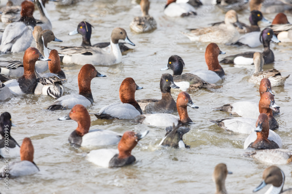 Fototapeta premium group of ducks