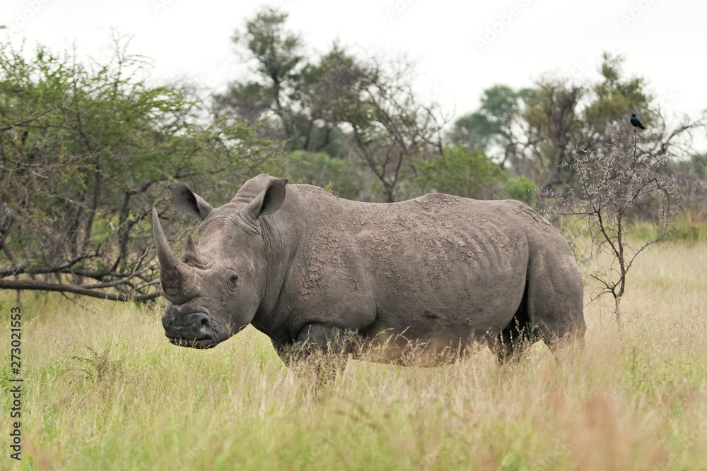 Obraz premium southern white rhinoceros, southern square lipped rhinoceros, ceratotherium simum simum, Kruger national park