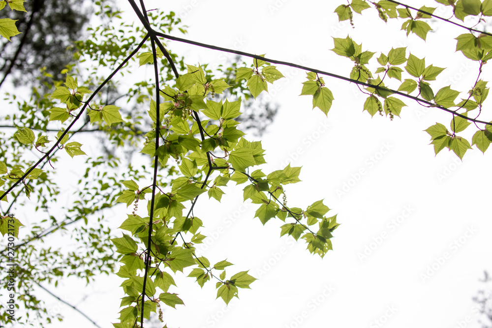 Fototapeta premium branch of a tree with green leaves on blue sky background