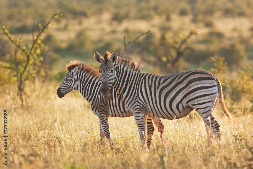 Obraz premium plains zebra, equus quagga, Equus burchellii, zebra, Kruger national park