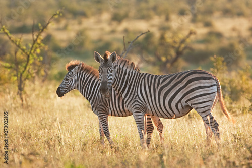 plains zebra  equus quagga  Equus burchellii  zebra  Kruger national park