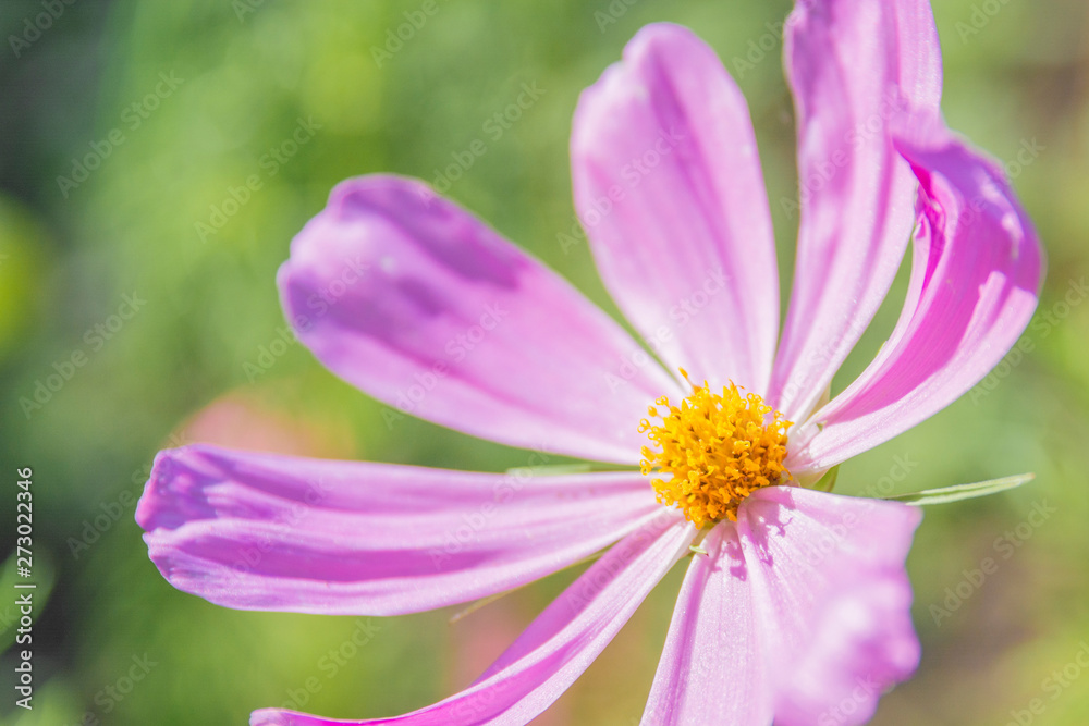 Fresh beautiful purple flower on a summer sunny day Fresh beautiful purple flower on a summer sunny day