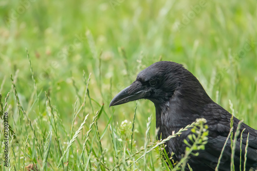 Carrion Crow in Meadow in Springtime