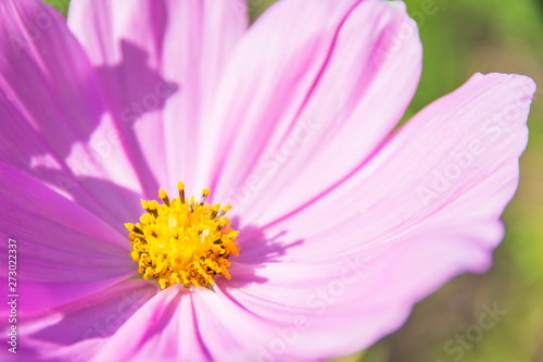 Fresh beautiful purple flower on a summer sunny day © Alex