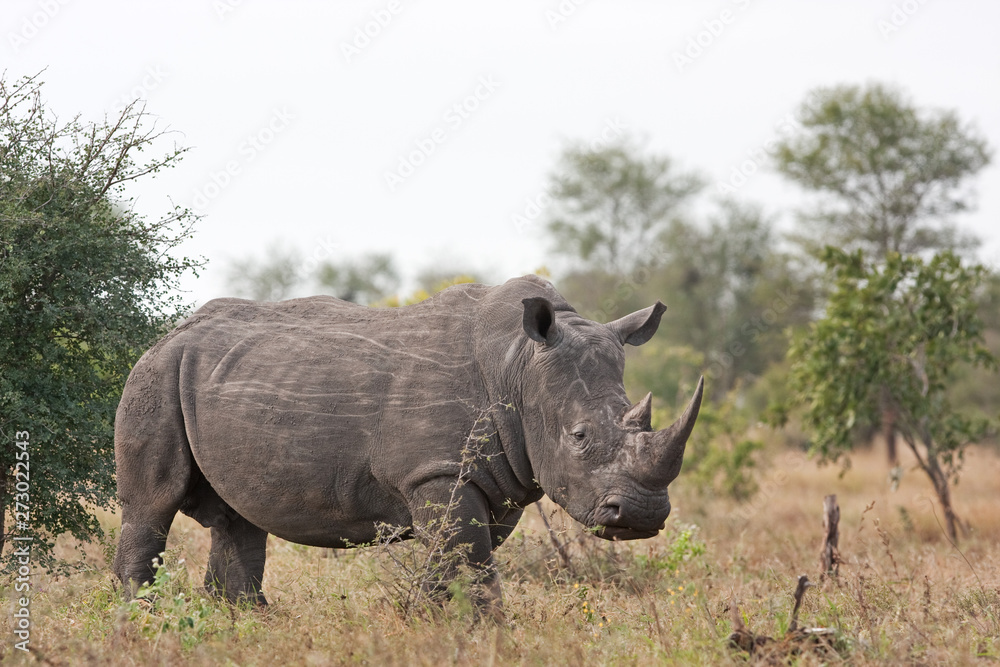 Obraz premium southern white rhinoceros, southern square lipped rhinoceros, ceratotherium simum simum, Kruger national park