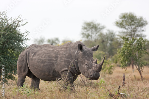 southern white rhinoceros, southern square lipped rhinoceros, ceratotherium simum simum, Kruger national park