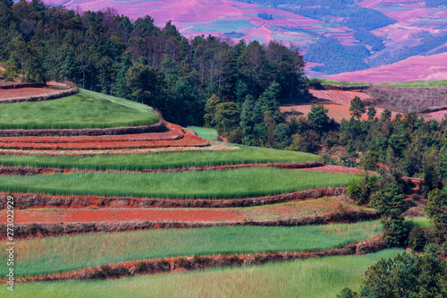 Agricultural landscape on springtime, Red Lands landscape, Dongchuan District, Yunnan Province, China, Asia photo