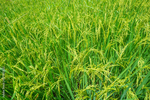 Green rice field waiting for harvest in Thailand.background and nature texture,feeling fresh and relax.