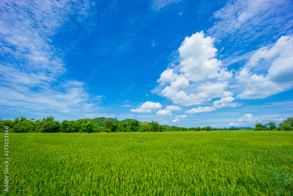 Beauty sunny day on the rice field with white cloudy and blue sky,mountain in Thailand, coppy space and background.feeling fresh and relax. Beauty sunny day on the rice field with white cloudy and blue sky,mountain in Thailand, coppy space and background.feeling fresh and relax.
