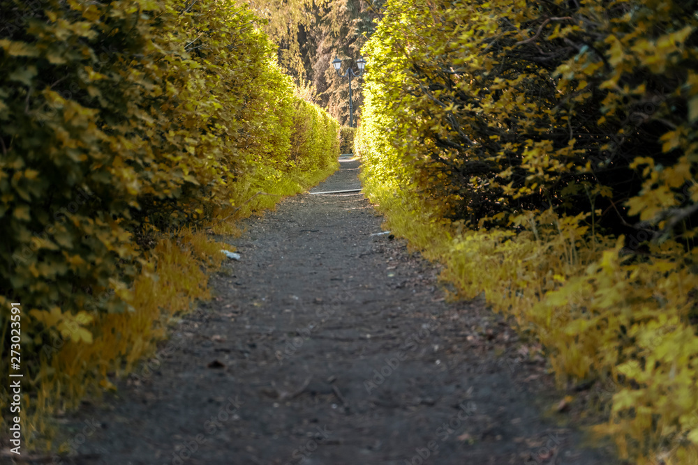 Path in the bushes Path in the bushes