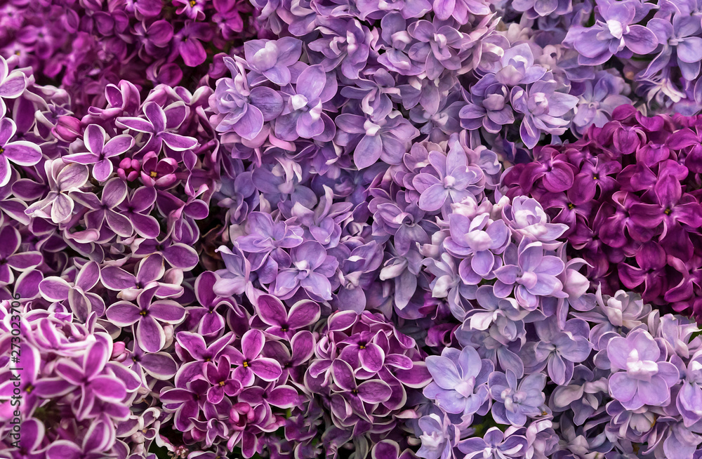 Obraz premium Blooming lilac. Background of flowers of lilac. Lilac different varieties and colors.