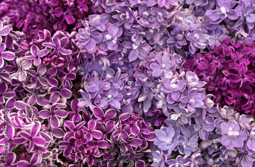 Wallpaper Mural Blooming lilac. Background of flowers of lilac. Lilac different varieties and colors. Torontodigital.ca