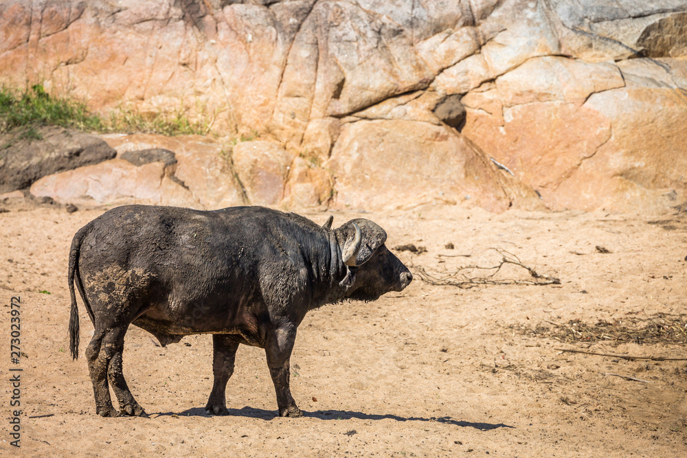 Fototapeta premium African buffalo in Kruger National park, South Africa