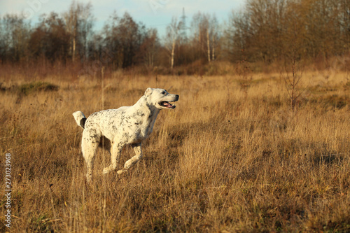 Portrait of Central Asian Shepherd Dog outdoor