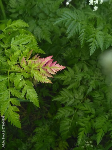 two-color leaf