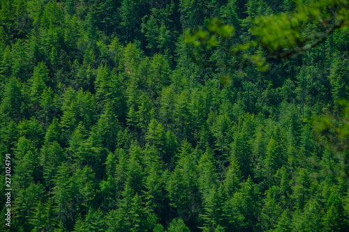 Evergreen forests in Bhutan