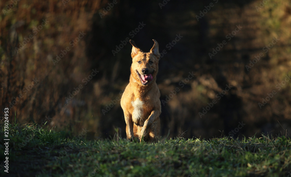 Naklejka premium Portrait of happy mongrel dog walking on sunny yellow field.