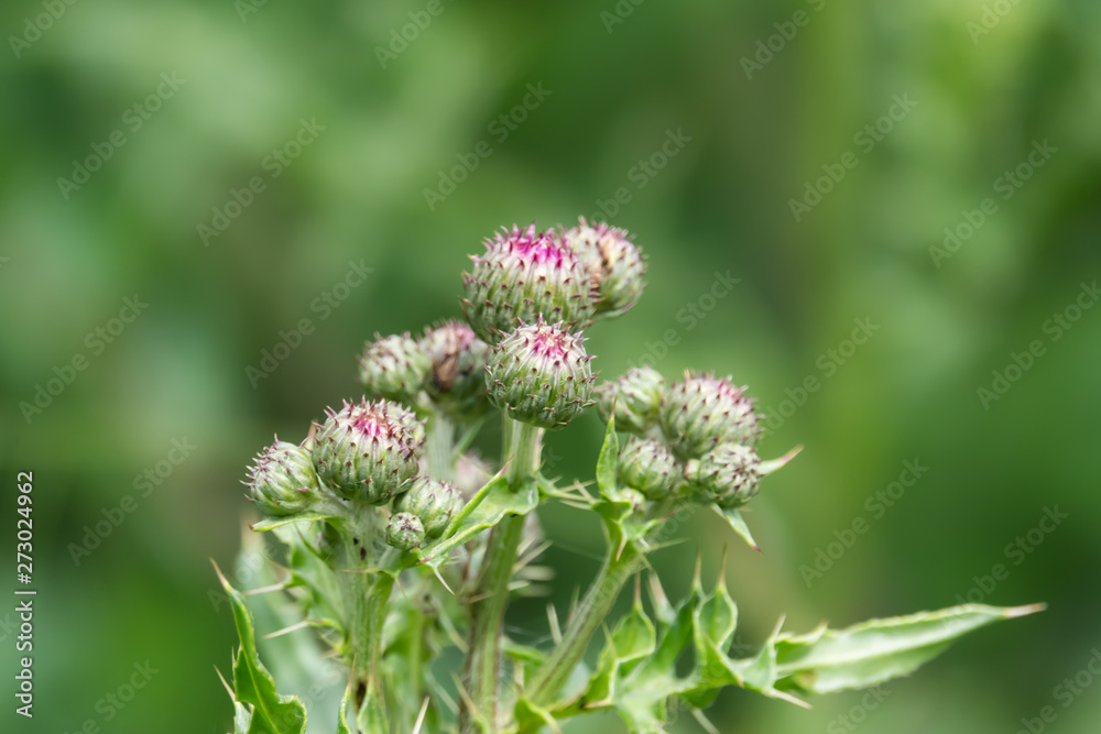 Creeping Thistle Flower Buds in Springtime Creeping Thistle Flower Buds in Springtime