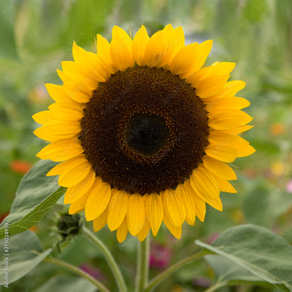 Fototapeta premium Sonnenblume, groß, Feld