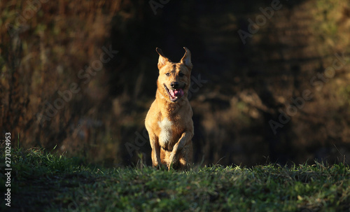 Portrait of happy mongrel dog walking on sunny yellow field.