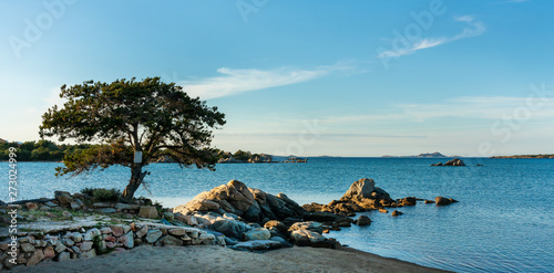 Baum am Strand von Golfo di Marinella