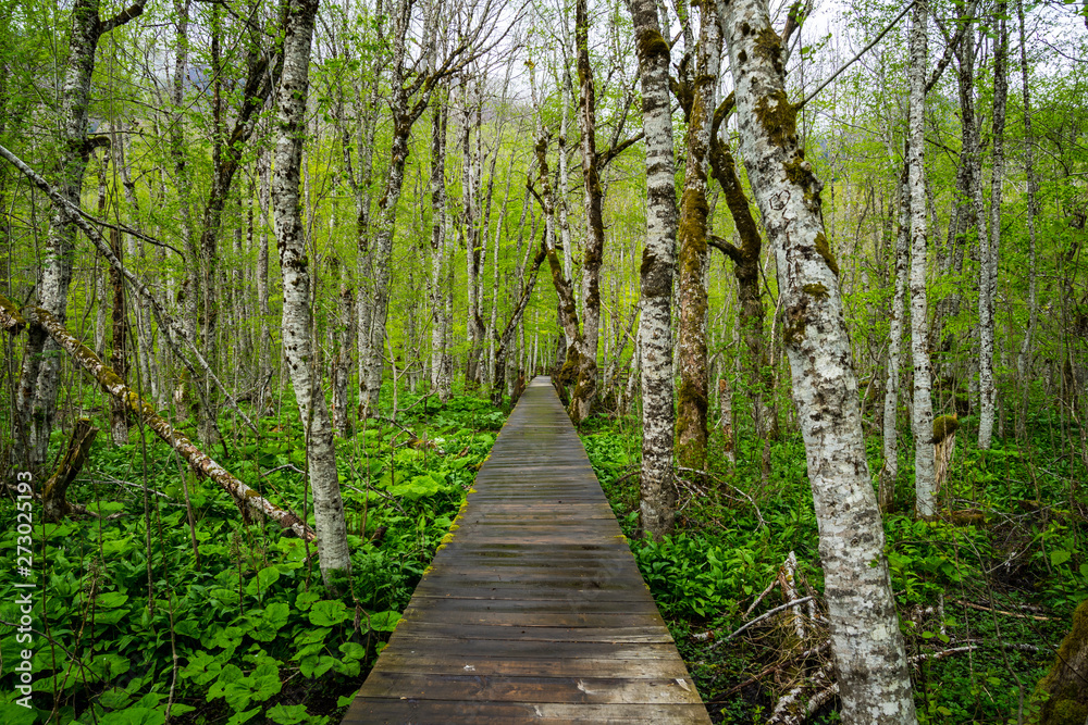Naklejka premium Montenegro, Endless wooden walkway through green jungle swampland ecosystem of untouched nature scenery in biogradska gora national park