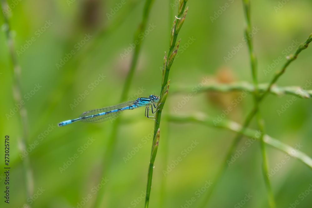 Dainty Damselfly in Springtime Dainty Damselfly in Springtime