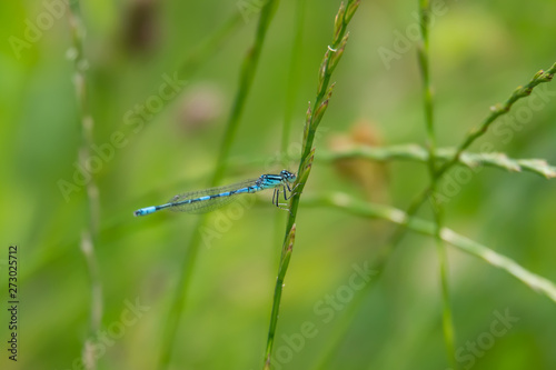 Dainty Damselfly in Springtime