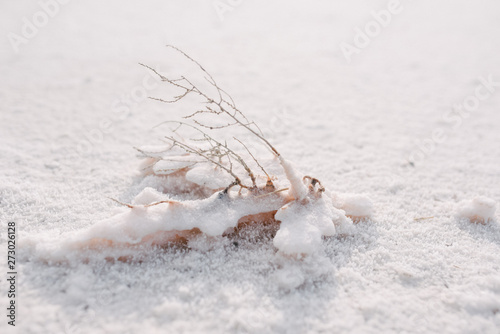 saline soil. Wood branch in salt. Saltland photo