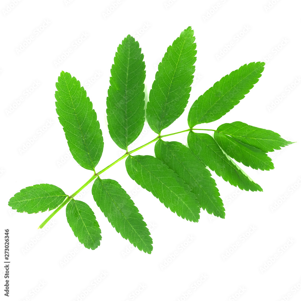 Green rowan leaves isolated on white background Green rowan leaves isolated on white background