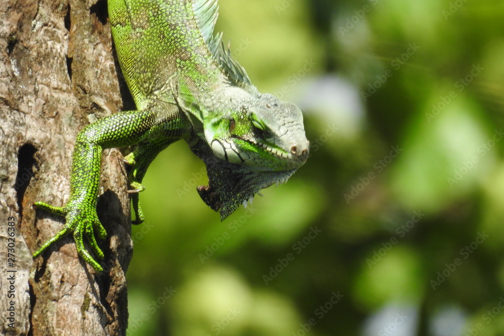 iguane iguane