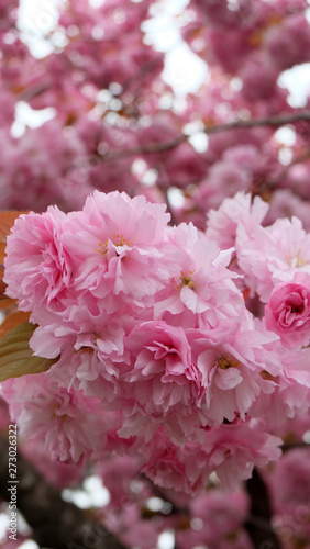 Closeup of double cherry blossom, also known as yae zakura, a type of sakura with multiple layers of petals, in full bloom.