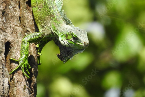 iguane
