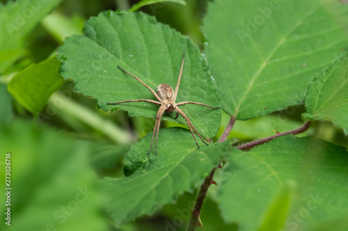 European Nursery Web Spider on Leaf in Springtime