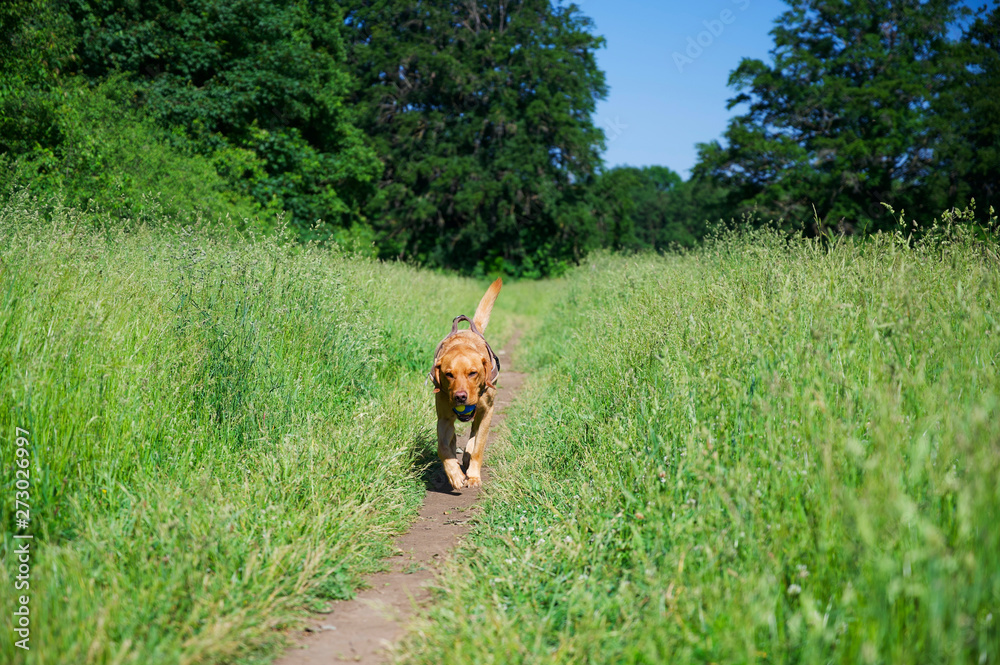 Labrador Retriever beim Apportieren im Grünen Labrador Retriever beim Apportieren im Grünen
