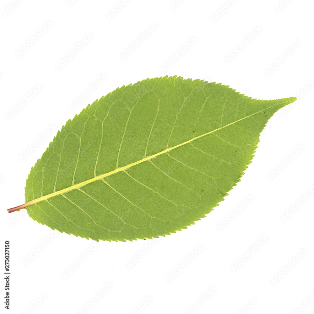 Green leaves isolated on white background Green leaves isolated on white background
