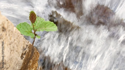 Fly on a leaf with river rapids on background