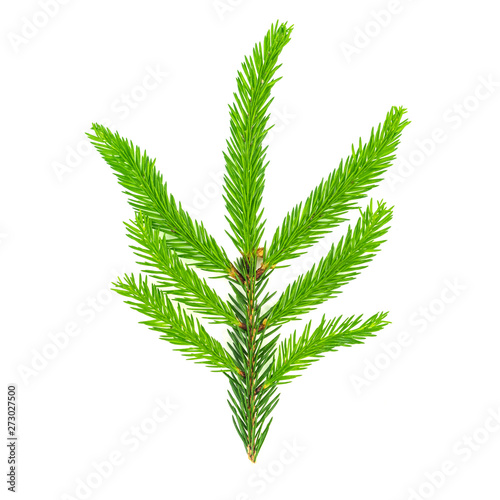 Spruce branch isolated on white background. Green fir. Christmas tree