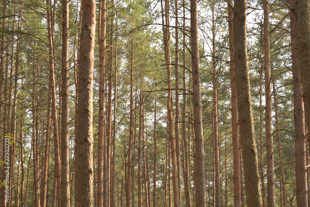 Pine trees in woodland
