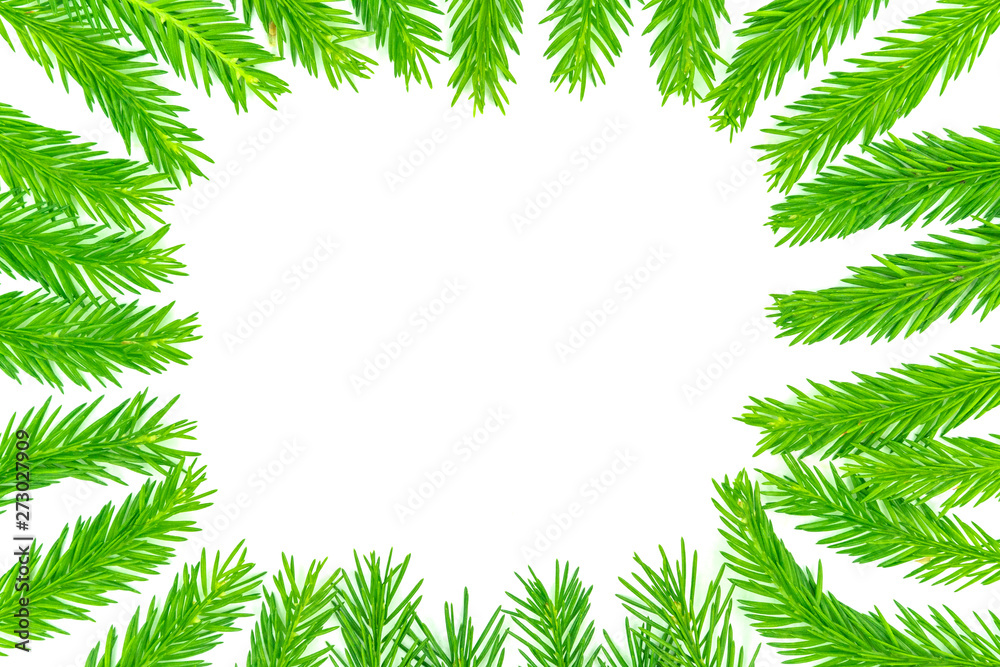 Spruce branch isolated on white background. Green fir. Christmas Tree Branches Border close up
