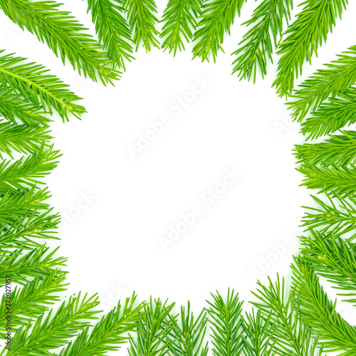 Spruce branch isolated on white background. Green fir. Christmas Tree Branches Border close up