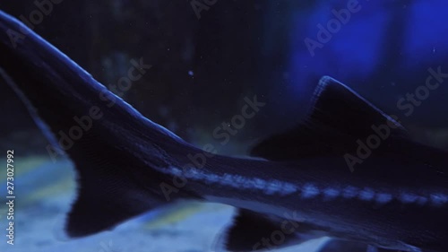Bester fish (Huso huso x Acipenser ruthenus) in an aquarium, sea or river. Hybrid of beluga and sterlet. photo