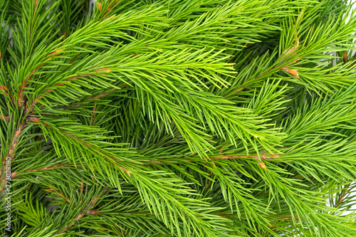 Spruce branch isolated on white background. Green fir. Christmas Tree Branches texture close up